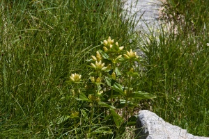 Gentiana punctata L.