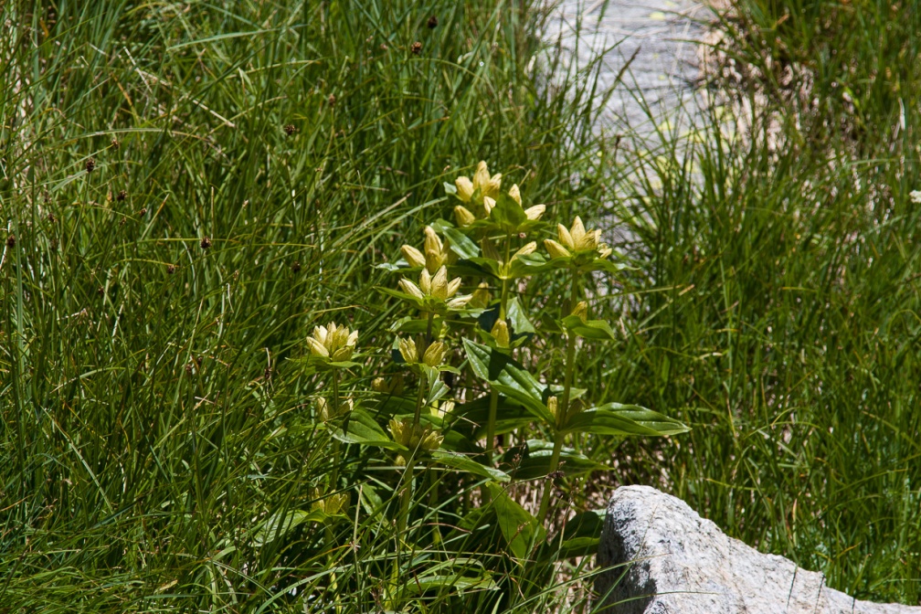 gentiana-punctata-switzerland-47430107-4733-11DC-8E52-000A95CA2156.jpg