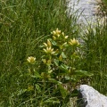 gentiana-punctata-switzerland-47430107-4733-11DC-8E52-000A95CA2156.jpg
