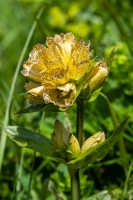 Gentiana punctata L.
