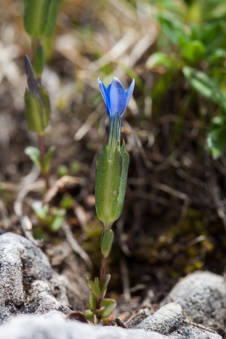 gentiana-utriculosa-italy-7E16B36A-5299-4FA0-AA62-57E29B32305B.jpg