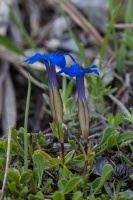 Gentiana verna L.