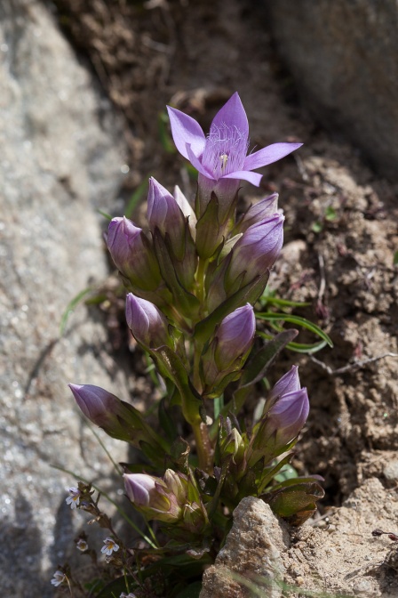 gentianella-anisodonta-austria-491196F9-0D0D-4EF2-BFC2-CAE7DEFDF9EF.jpg