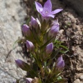 gentianella-anisodonta-austria-491196F9-0D0D-4EF2-BFC2-CAE7DEFDF9EF.jpg