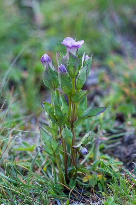 gentianella-campestris-france-2D18BB61-5911-4F2E-AD60-8B78AF4B6A8D.jpg