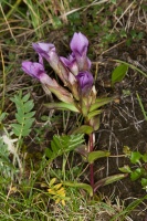 Gentianella campestris (L.) Borner