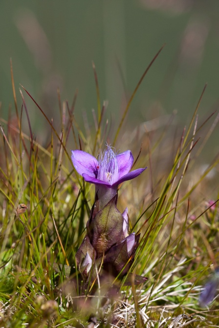 gentianella-campestris-switzerland-9C493417-1A85-460A-A9C3-D1D21812EA52.jpg