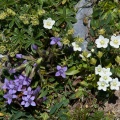 gentianella-campestris-switzerland-C8C8122B-9C64-4248-A277-4E035DB060A8.jpg