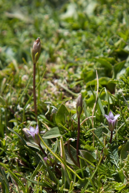 gentianella-pamirica-tajikistan-7DA1E68F-D167-478D-9B81-D606CB41DA71.jpg
