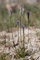 Gentianopsis barbata (Froel.) Ma