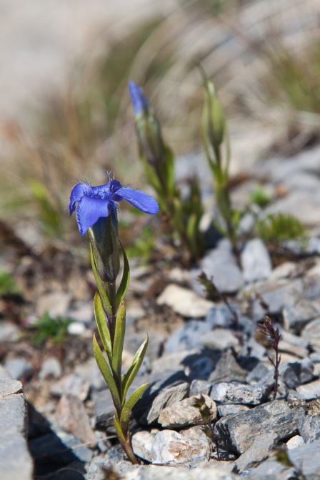 gentianopsis-ciliata-switzerland-69D24770-44EC-4F0A-8694-183B4CF452DD.jpg