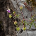 geranium-columbinum-switzerland-F6CB9559-443C-46AD-B712-8B8D22541A44.jpg