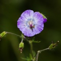 geranium-phaeum-switzerland-26C67D75-82BB-41BA-BDE5-8240D37F1D27.jpg