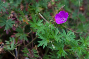 Geranium sanguineum L.
