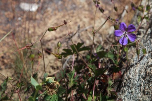Geranium saxatile Kar. & Kir.