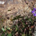geranium-saxatile-tajikistan-7E3D89AA-6381-4451-87FC-B9F0A3A5E459.jpg