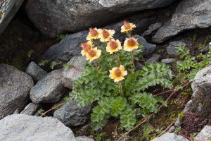 Geum reptans L.