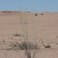 gomphocarpus-sp-indet-2-namibia-132E6361-8F7A-48CE-8161-A0F9CA7CFC05.jpg