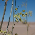 gomphocarpus-sp-indet-2-namibia-89F1EBEA-BFA5-4381-95B6-89A5889197B7.jpg