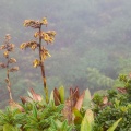 guzmania-plumieri-guadeloupe-A01E0F0E-9EDA-4243-8969-EB4CD0832DF0.jpg