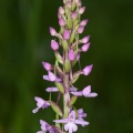 gymnadenia-conopsea-switzerland-25D5E7E8-50C5-4298-AA3A-7831A418D9A5.jpg