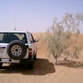haloxylon-persicum-saudi-arabia-32C240EE-4B7B-11DC-8D9F-000A95CA2156.jpg