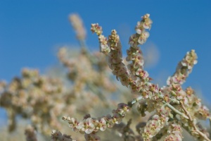 Haloxylon salicornium (Moq.) Boiss.