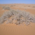 haloxylon-salicornium-saudi-arabia-88759B86-4B7C-11DC-8D9F-000A95CA2156.jpg