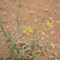 haplophyllum-tuberculatum-saudi-arabia-147B2F3C-4B7C-11DC-8D9F-000A95CA2156.jpg