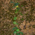 hedera-canariensis-canaries-la-palma-F71BAD6F-3B93-4B57-8174-9D752DCC94F7.jpg