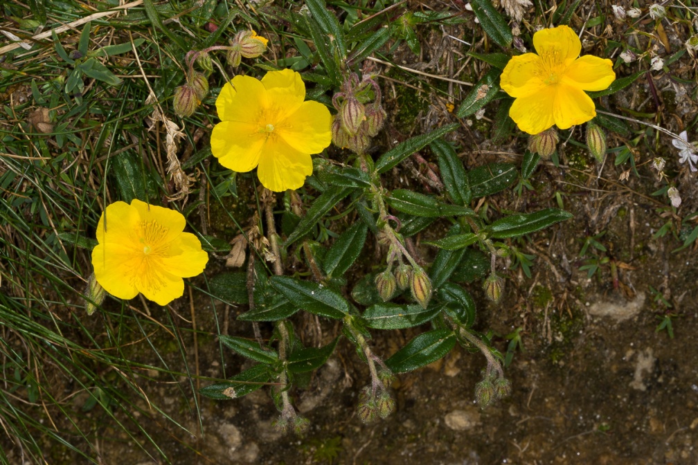 helianthemum-nummularium-switzerland-4A46894B-4733-11DC-8E52-000A95CA2156.jpg