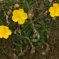 helianthemum-nummularium-switzerland-4A46894B-4733-11DC-8E52-000A95CA2156.jpg