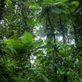 hemitelia-muricata-guadeloupe-E4D760B1-D517-4E32-A306-DA8EECC998FF.jpg