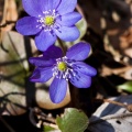 hepatica-nobilis-switzerland-9B518414-A3B3-4300-BD4F-D84430AE1AC4.jpg