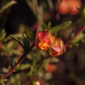 hermannia-sp-south-africa-EB5A2503-EBB5-4590-9118-827C1E011CD3.jpg