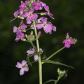 hesperis-matronalis-switzerland-FE46095F-E142-418B-87A2-009987710156.jpg