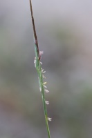 Heteropogon contortus (L.) Roemer & Schultes