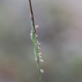 heteropogon-contortus-switzerland-539EF7B6-4D66-11DC-8A96-000A95CA2156.jpg