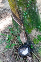 Hevea brasiliensis (Willd. ex A.Juss.) Müll.Arg.