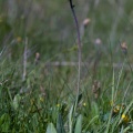 hieracium-aurantiacum-switzerland-34E2576A-636B-4B16-996C-1BCC59A6EC86.jpg