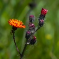 hieracium-aurantiacum-switzerland-7EBDEE66-F688-4151-9AB3-21EF018DEDA6.jpg
