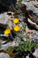 Hieracium villosum aggr.