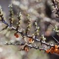 hippophae-rhamnoides-switzerland-6F97C2C0-EDF1-43B0-A190-167667EAA690.jpg