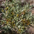 hippophae-rhamnoides-tajikistan-5907E673-96B6-4849-B479-38288D9B580D.jpg