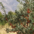 hippophae-rhamnoides-tajikistan-706A12B9-5066-4762-AC2B-BA70E487E98D.jpg