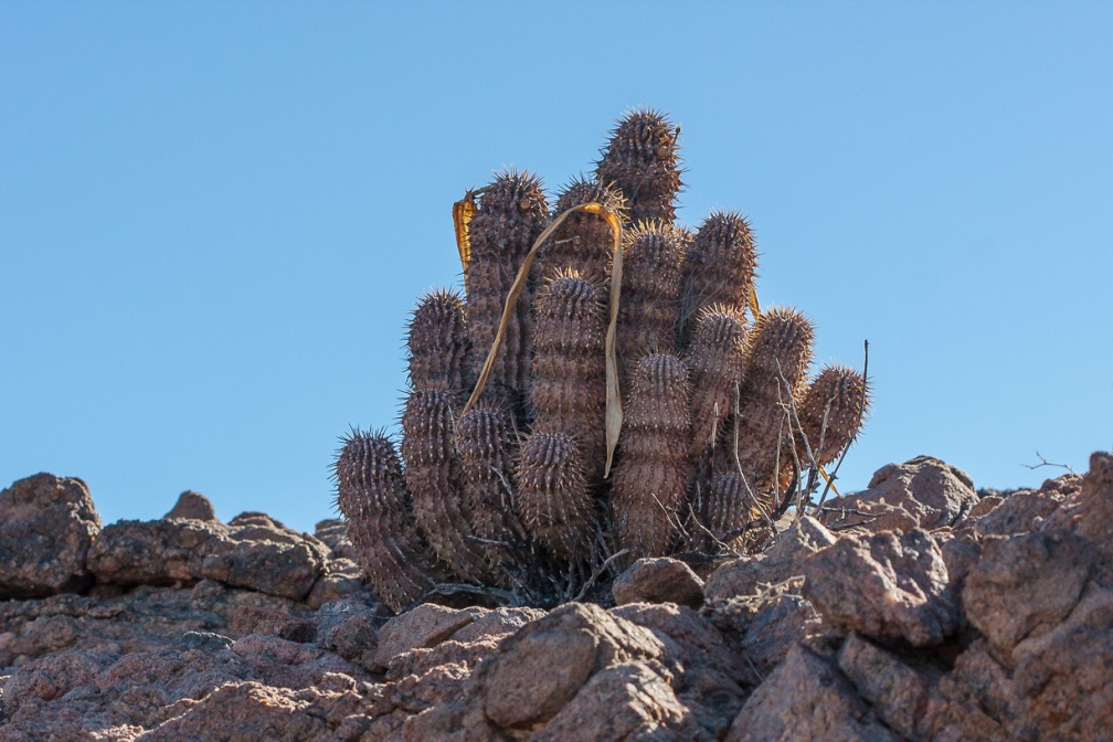 hoodia-sp-indet-namibia-74C07A11-4EF4-493C-A9FA-2EFA30462C77.jpg