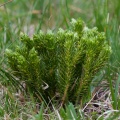 huperzia-selago-austria-DD5BB6EE-31A8-468F-B2D6-AA4F330F0941.jpg