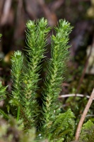 Huperzia selago (L.) Schrank et Martius