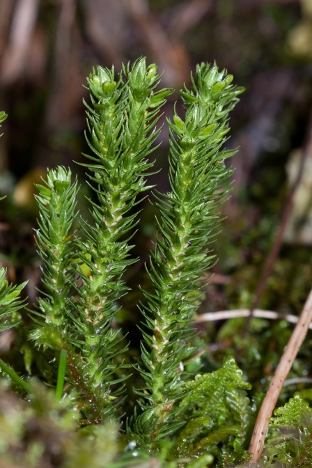 huperzia-selago-switzerland-DACDA08B-8059-45EF-AD37-C7CBE18EF64E.jpg