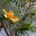 hypericum-lanceolatum-reunion-C4AD9A2B-B839-42A2-A74A-E5A443AAEEC5.jpg